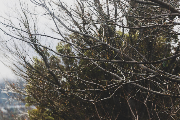 close-up of bare tree branches with no leaves and covered in raindrops shot at shallow depth of field - 写真・画像