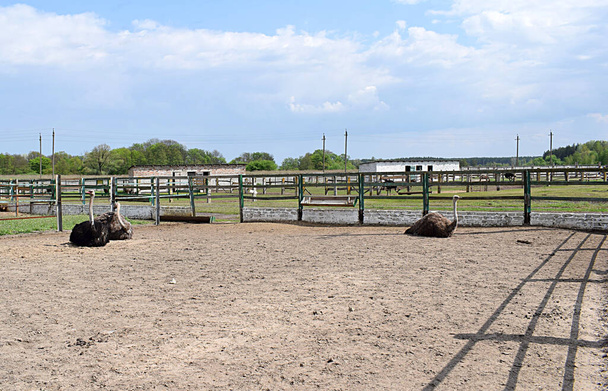 Μια ομάδα αφρικανικών στρουθοκαμήλων σε μια φάρμα πίσω από ένα φράχτη.. - Φωτογραφία, εικόνα