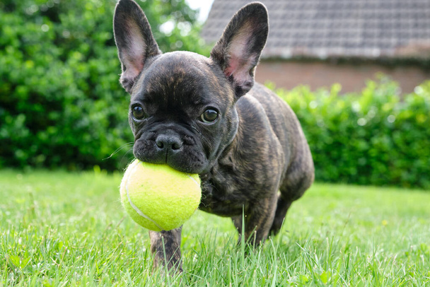 A cute adorable brown and black French Bulldog is playing in the grass with a yellow ball
. - Фото, изображение