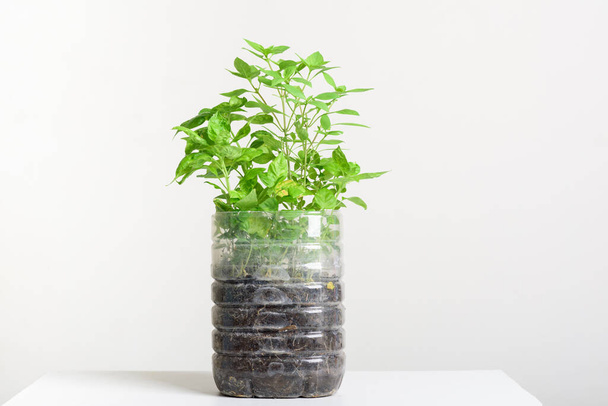 Butelki plazmatyczne wody DIY do sadzenia warzyw roślin i dekoracji w domu, ponownego wykorzystania i recyklingu koncepcji - Zdjęcie, obraz