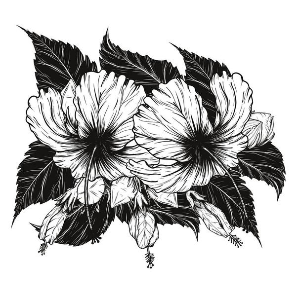 Hibiscus kukka vektori käsin piirustus.Flower asetettu valkoisella pohjalla - Vektori, kuva