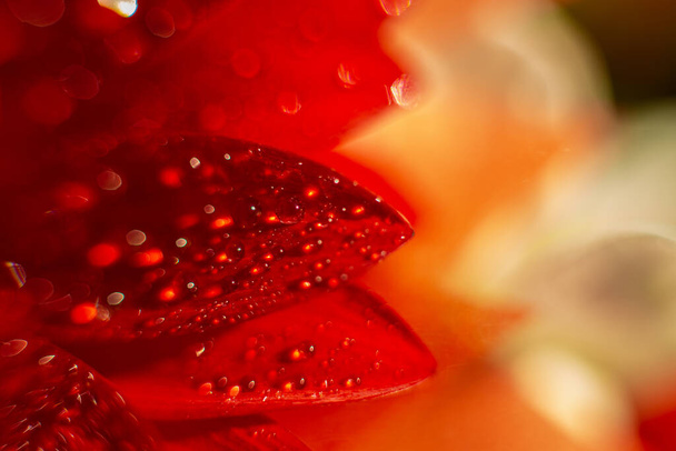 fotografia macro de uma folha de uma flor de gerbera vermelha na inspeção fechada, uma baixa de brilho de água no sol em um dia claro, foto macro de uma flor
 - Foto, Imagem