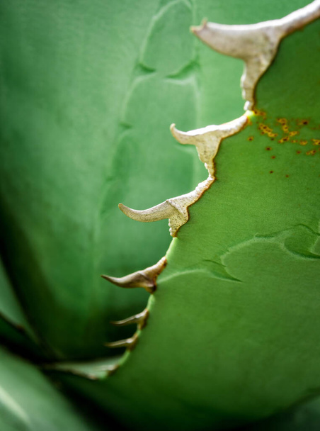アガベチタロタジェントリーのとげと葉の表面上のアガベジューシーな植物の新鮮なテクスチャ - 写真・画像