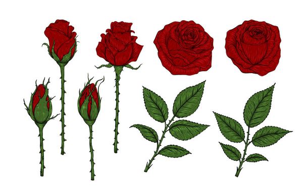 Rose vector set by hand drawing.Beautiful flower on white background.Rose art highly detailed in line art style.Flower tattoo on vintage paper - ベクター画像