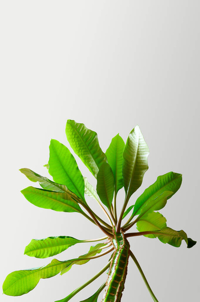 Οικιακή μονάδα Euphorbia. Παχύρρευστο φυτό. - Φωτογραφία, εικόνα