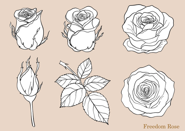 Роза Векторний набір ручним малюнком. Красива квітка на білому тлі. Роза мистецтва високо деталізована в стилі лінійного мистецтва
 - Вектор, зображення