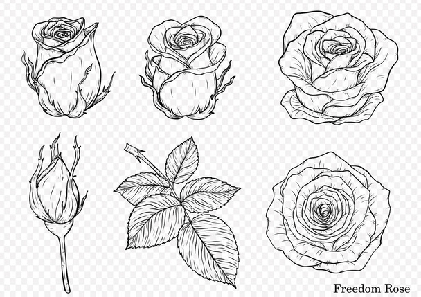 Rose vector set by hand drawing.Beautiful flower on white background.Rose art highly detailed in line art style - Vector, Image