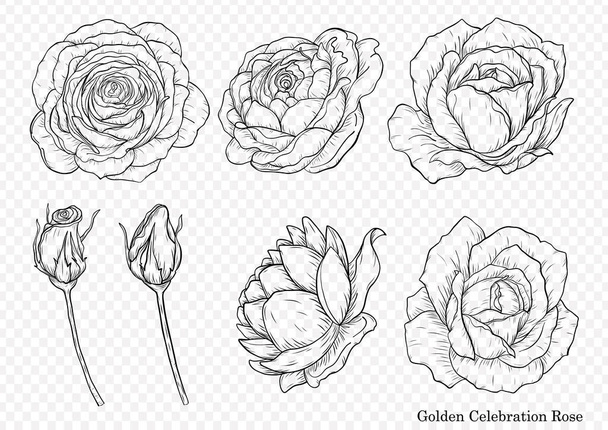 Роза Векторний набір ручним малюнком. Красива квітка на білому тлі. Роза мистецтва високо деталізована в стилі лінійного мистецтва
 - Вектор, зображення