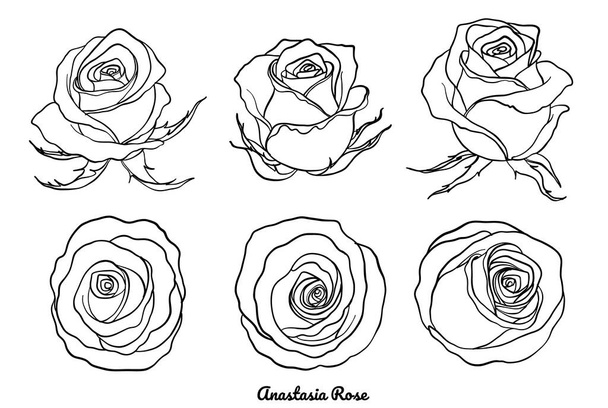 Vecteur rose serti à la main dessinant.Belle fleur sur fond blanc.Rose art très détaillé dans le style line art - Vecteur, image