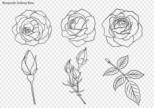 Rosa vector conjunto por dibujo a mano.Hermosa flor sobre fondo blanco.Rose arte altamente detallado en estilo de arte de línea
 - Vector, Imagen