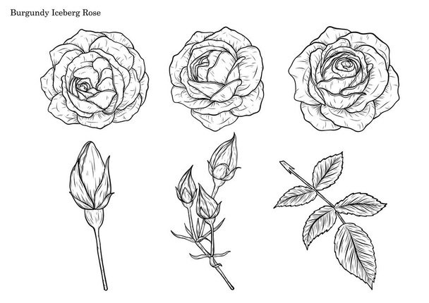 Rose vector set by hand drawing.Beautiful flower on white background.Rose art highly detailed in line art style - Vecteur, image