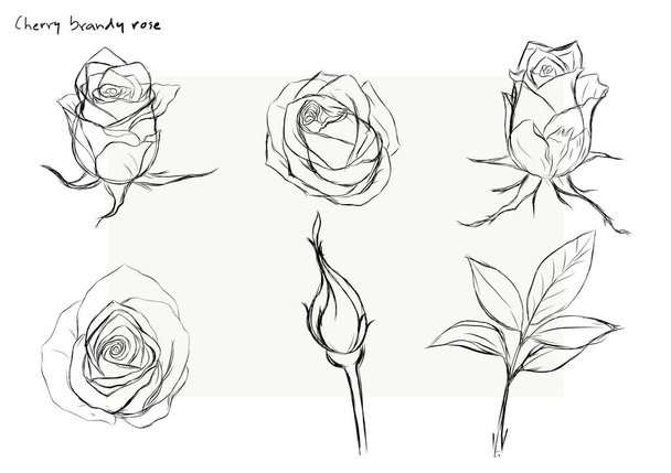 Rose vettore impostato a mano drawing.Beautiful fiore su sfondo bianco.Rose arte altamente dettagliato in linea stile arte - Vettoriali, immagini