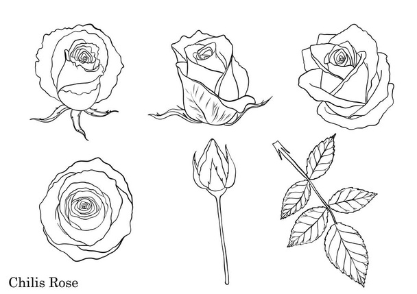 Rose vector set by hand drawing.Beautiful flower on white background.Rose art highly detailed in line art style - Вектор,изображение