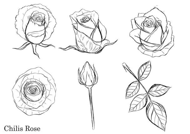 Rose vector set by hand drawing.Beautiful flower on white background.Rose art highly detailed in line art style - Vector, imagen