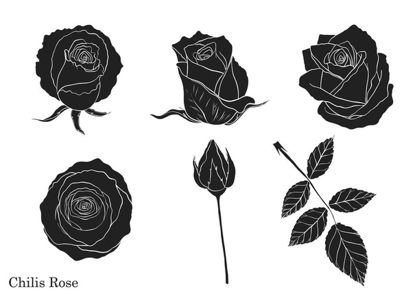 Rose vector set by hand drawing.Beautiful flower on white background.Rose art highly detailed in line art style - Vector, Image
