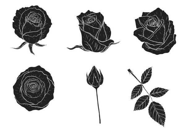 Rosa vector conjunto por dibujo a mano.Hermosa flor sobre fondo blanco.Rose arte altamente detallado en estilo de arte de línea
 - Vector, imagen