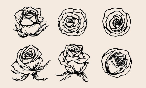 Rose vector set by hand drawing.Beautiful flower on white background.Rose art highly detailed in line art style - Wektor, obraz