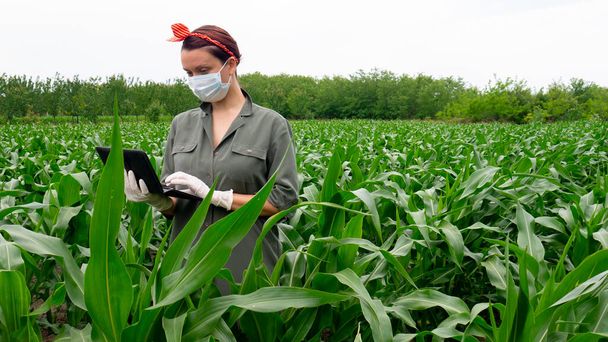 Кавказская женщина-фермер с цифровой таблеткой на кукурузном поле в маске и перчатках во время пандемии коронавируса
. - Фото, изображение