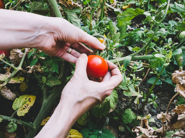 Female hands harvesting fresh organic tomatoes in the garden on a sunny day. Farmer picking tomatoes. Gardening concept. - Foto, Imagem