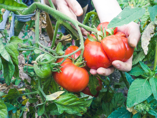 晴れた日に庭で新鮮な有機トマトを収穫する女性の手。農家のトマト狩り。園芸の概念. - 写真・画像