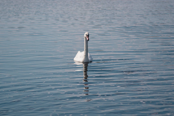Witte Zwaan in de vijver. Zwanenmeer. Wilde mooie witte vogel. - Foto, afbeelding