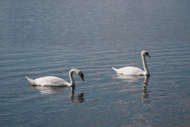 Lago Swan. Um par de belos cisnes brancos selvagens em uma lagoa
. - Foto, Imagem