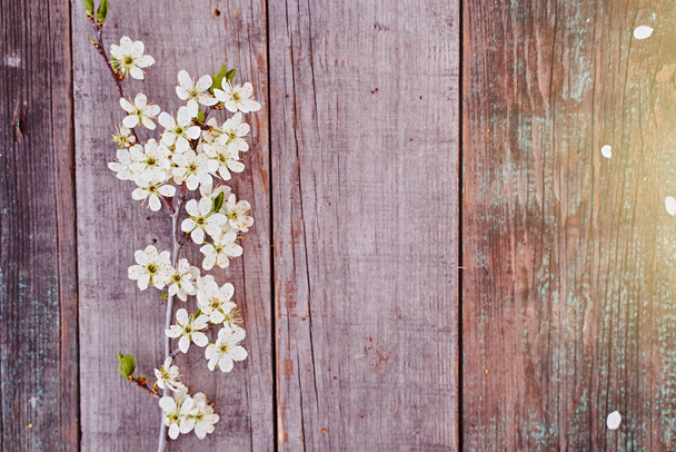 Gałąź wiśni z kwiatami leży na drewnianej desce. Wysokiej jakości zdjęcie - Zdjęcie, obraz