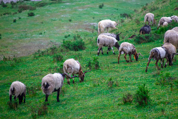 Moutons sur les prairies du plateau du Qinghai, Chine - Photo, image