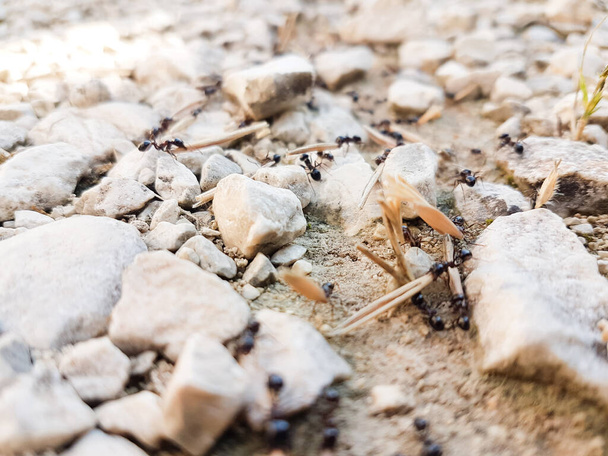 εργάτες μυρμηγκιών που εργάζονται σκληρά παραδίδοντας πράγματα στη φωλιά τους μέσα από ένα δρόμο - Φωτογραφία, εικόνα