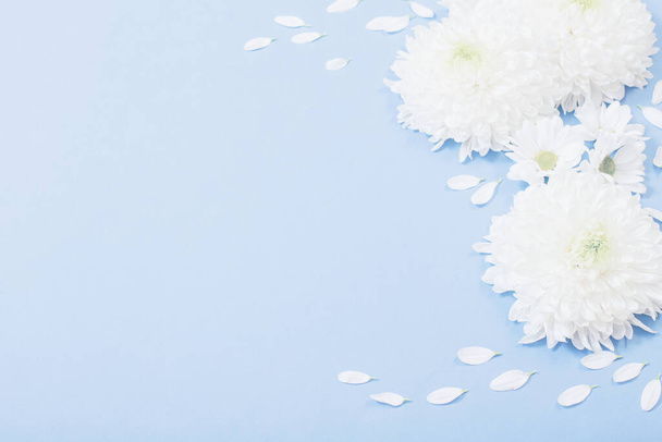 white chrysanthemum on blue paper background - Zdjęcie, obraz