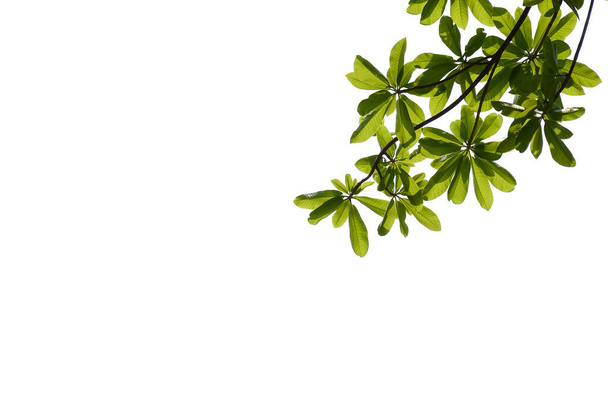 green tree branches isolated on a white background - Photo, Image
