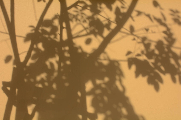 ombra di una foglia e di un ramo sul muro di cemento arancione - Foto, immagini