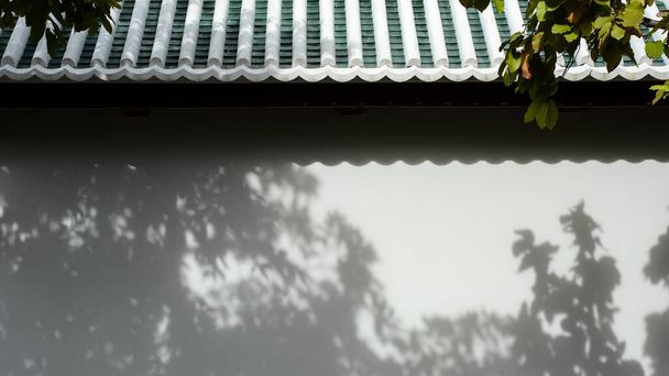 κλαδί δέντρου και φύλλο με σκιά σε λευκό τσιμεντένιο τοίχο - Φωτογραφία, εικόνα