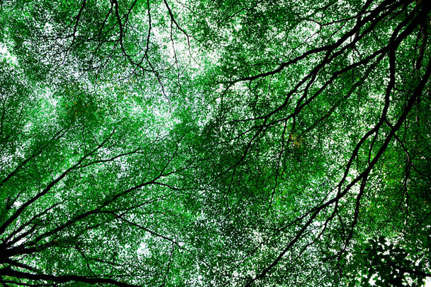 красивые зеленые ветви без листьев
 - Фото, изображение