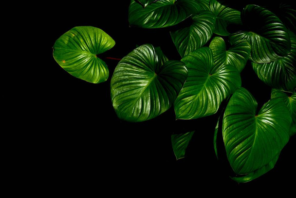 grüne Blatt Caladiumtextur in tropischen Wäldern Hintergrund. - Foto, Bild