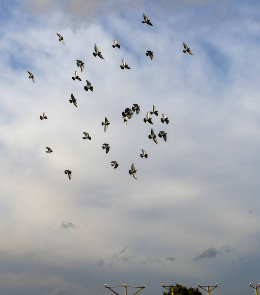 Flock of pigeons flying near an airport above the landing lights of a runway. Birds are a danger to arriving and departing aircraft. - Photo, Image