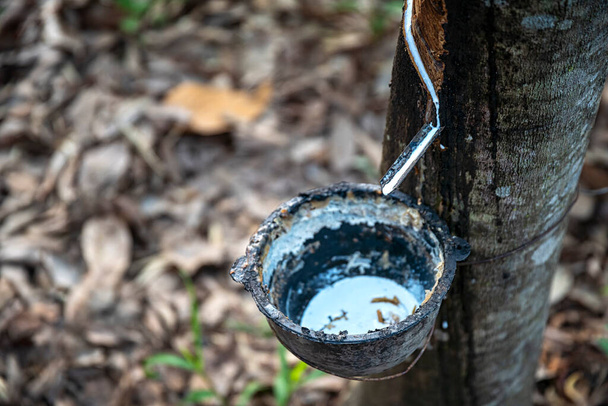 Rubber tapping. Cup of tapping latex from the rubber tree, Thailand. - Photo, Image