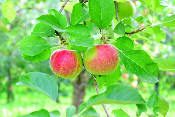 Piros alma egy almafán egy almás réten az almatermeléshez Dél-Tirolban - Zászló és háttér - Fotó, kép