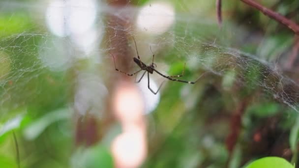 Una araña con patas largas se sienta en una tela. Insecto depredador forestal. Una tela densa en la selva tropical. Fondo borroso del bosque
. - Metraje, vídeo