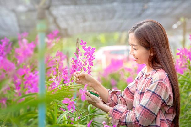 Szczęśliwe kobiety rolnicy zbierają kwiaty orchidei na sprzedaż. Piękna kobieta pracująca na farmie storczyków. Fioletowa orchidea w ogrodzie Tajlandii. - Zdjęcie, obraz