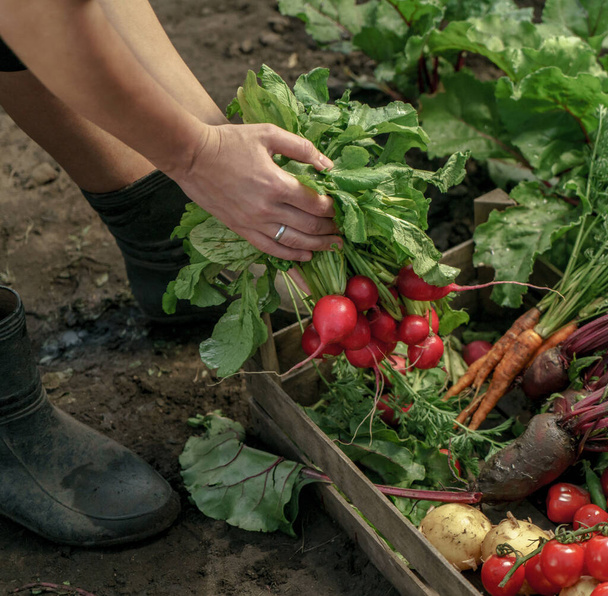 Rolnik składający świeże warzywa w drewnianym pudełku na farmie o zachodzie słońca. Kobiece dłonie trzymają świeżo zebrane plony. Zdrowa żywność ekologiczna, warzywa, rolnictwo, zbliżenie - Zdjęcie, obraz