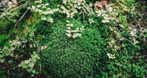 Sűrű és buja erdei moha nő az erdőben. Moss textúra makró, háttér felülnézet - Fotó, kép