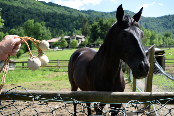 Horse behind the fence with bolas - Photo, Image