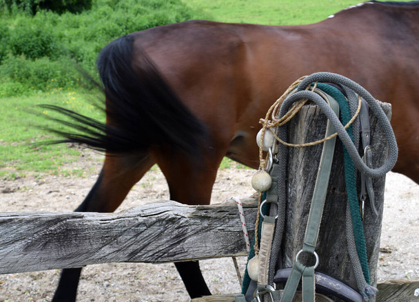 Кінь за парканом з болзами
 - Фото, зображення