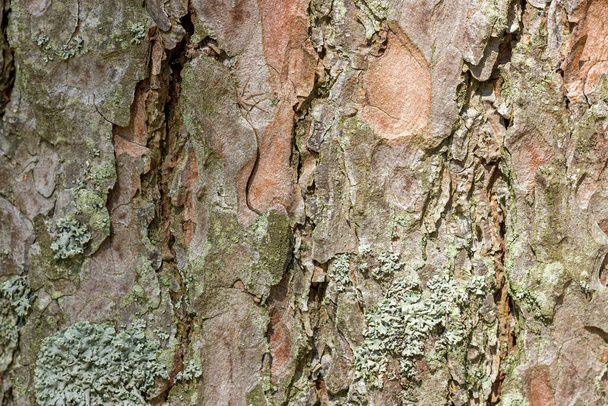 The surface of the bark of a pine tree covered with moss - Φωτογραφία, εικόνα