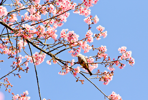 Sakura tailandesa en invierno
 - Foto, imagen