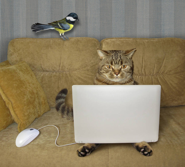 The beige cat is using a silver laptop on a sofa at home. A white computer mouse and a bird are next to him. - Foto, Bild