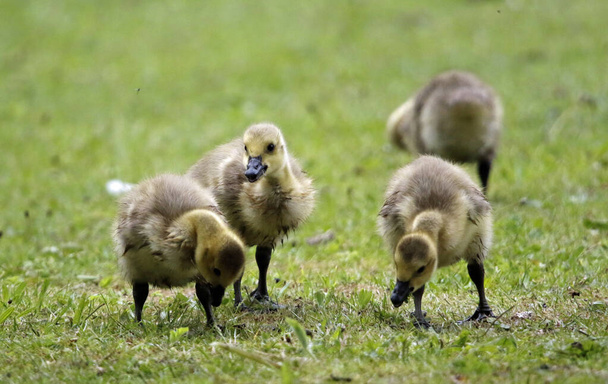 Ganso de Canadá goslings picoteo en la hierba
 - Foto, Imagen