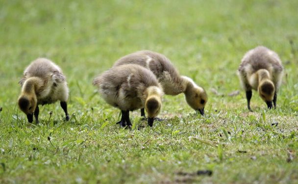kanadanhanhi goslings nokkii ruoho - Valokuva, kuva