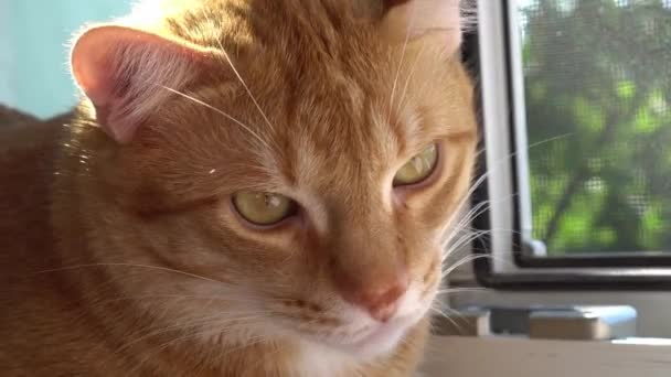 赤い猫のクローズアップ。市内のアパートの猫 - 映像、動画